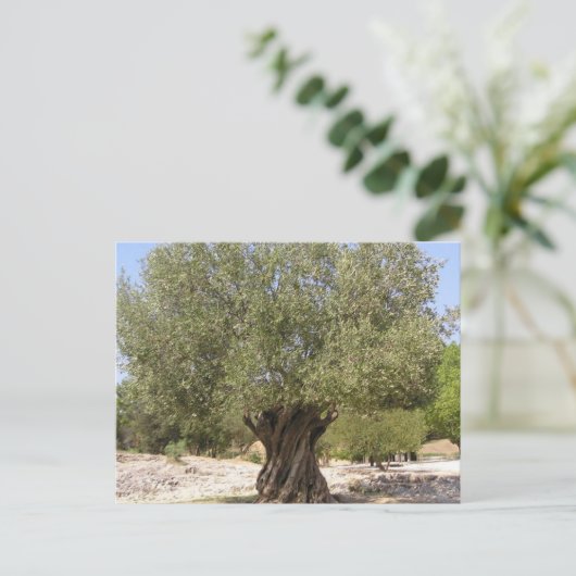 Carte Postale Arbre d'olive Israël (Debout devant)