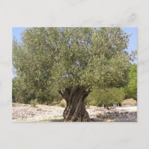 Carte Postale Arbre d'olive Israël