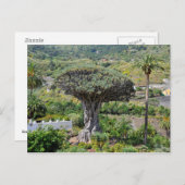 Carte Postale Arbre dragon à Tenerife (Devant / Derrière)