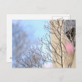 Carte Postale Arbre du début du printemps (Devant / Derrière)