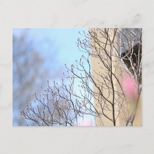 Carte Postale Arbre du début du printemps (Devant)