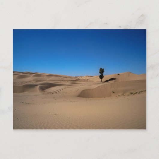 Carte Postale Arbre du désert (Devant)