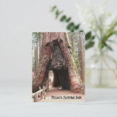 Carte Postale Arbre du tunnel - Yosemite (Debout devant)