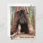 Carte Postale Arbre du tunnel - Yosemite (Devant / Derrière)