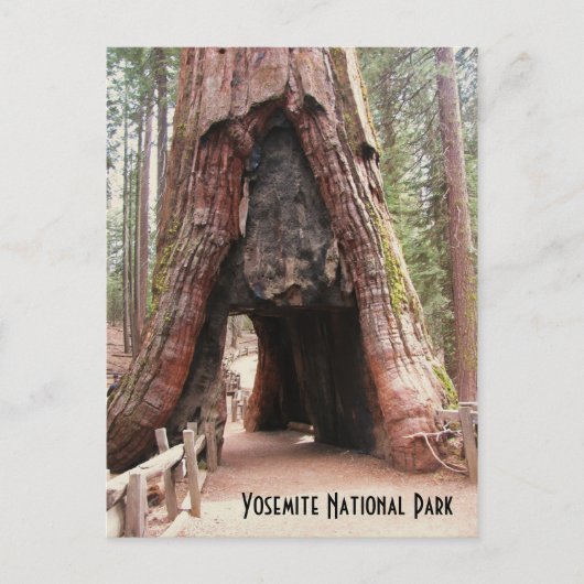Carte Postale Arbre du tunnel - Yosemite (Devant)