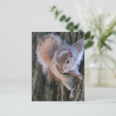Carte postale Arbre écureuil (Debout devant)