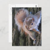 Carte postale Arbre écureuil (Devant / Derrière)