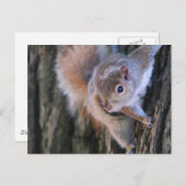 Carte postale Arbre écureuil (Devant / Derrière)