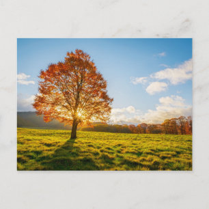 Carte Postale Arbre en feu