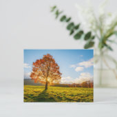 Carte Postale Arbre en feu (Debout devant)