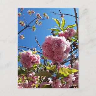 Carte Postale Arbre en fleurs rose cerise sauvage