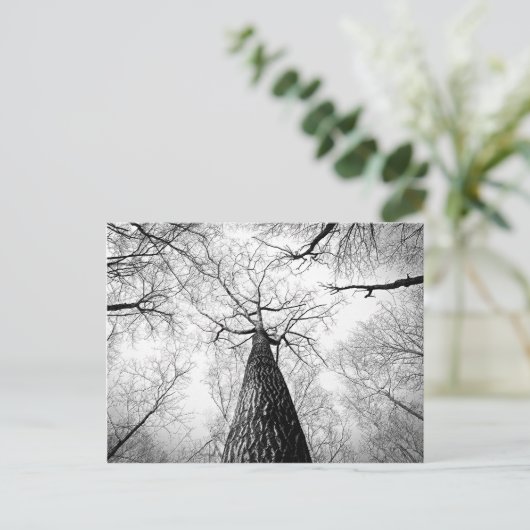 Carte Postale Arbre en noir et blanc (Debout devant)
