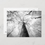 Carte Postale Arbre en noir et blanc (Devant / Derrière)