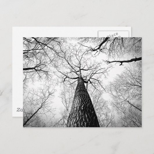 Carte Postale Arbre en noir et blanc (Devant / Derrière)