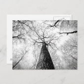Carte Postale Arbre en noir et blanc (Devant / Derrière)