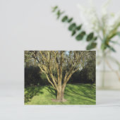Carte Postale Arbre Ensoleillé (Debout devant)