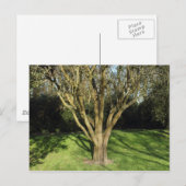 Carte Postale Arbre Ensoleillé (Devant / Derrière)