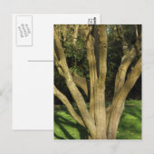 Carte Postale Arbre Ensoleillé (Devant / Derrière)