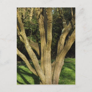 Carte Postale Arbre Ensoleillé
