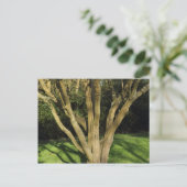 Carte Postale Arbre Ensoleillé (Debout devant)