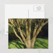 Carte Postale Arbre Ensoleillé (Devant / Derrière)