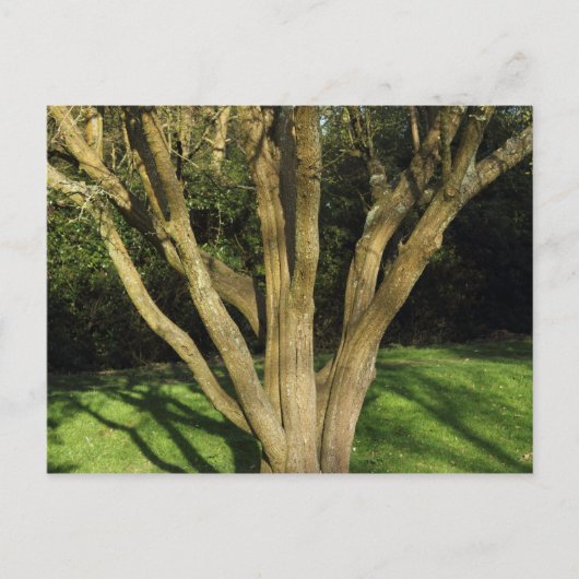 Carte Postale Arbre Ensoleillé (Devant)
