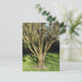Carte Postale Arbre Ensoleillé (Debout devant)