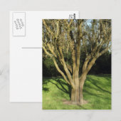 Carte Postale Arbre Ensoleillé (Devant / Derrière)
