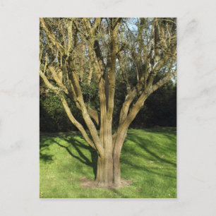 Carte Postale Arbre Ensoleillé