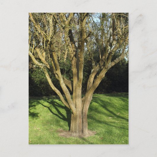 Carte Postale Arbre Ensoleillé (Devant)