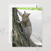 Carte Postale Arbre Escalade écureuil (Devant / Derrière)