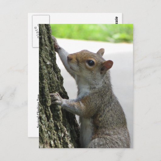 Carte Postale Arbre Escalade écureuil (Devant / Derrière)