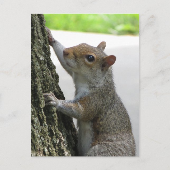 Carte Postale Arbre Escalade écureuil (Devant)