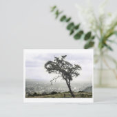 Carte Postale Arbre esseulé (Debout devant)
