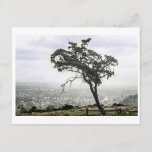 Carte Postale Arbre esseulé