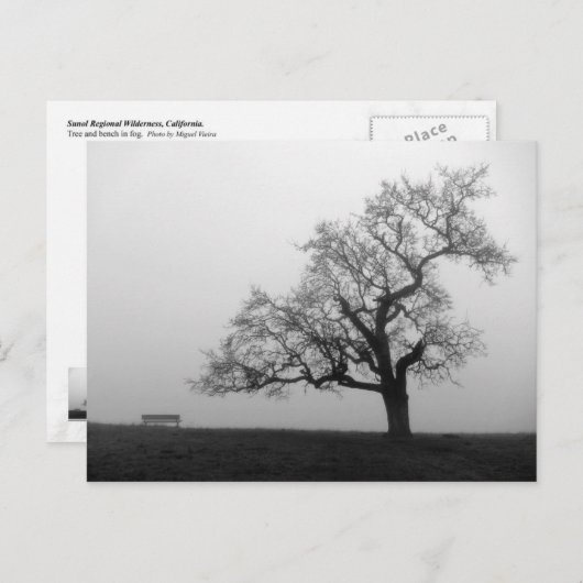 Carte Postale Arbre et banc dans le brouillard (Devant / Derrière)