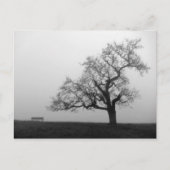 Carte Postale Arbre et banc dans le brouillard (Devant)