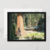 Carte Postale Arbre et musée (Devant / Derrière)