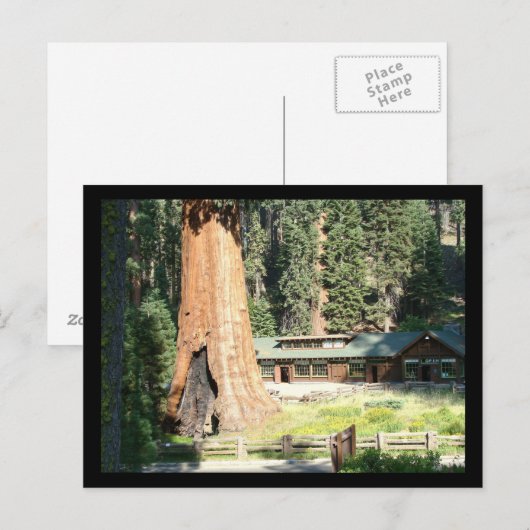 Carte Postale Arbre et musée (Devant / Derrière)