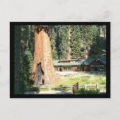 Carte Postale Arbre et musée (Devant)