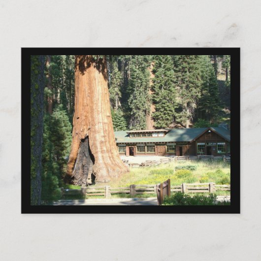 Carte Postale Arbre et musée (Devant)