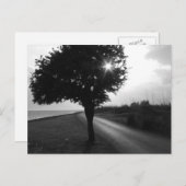Carte Postale Arbre et route latéraux de l'océan noir et blanc (Devant / Derrière)