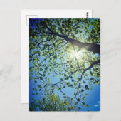 Carte postale Arbre et Sun (Devant / Derrière)