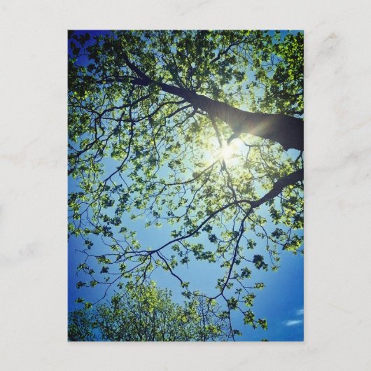 Carte postale Arbre et Sun (Devant)