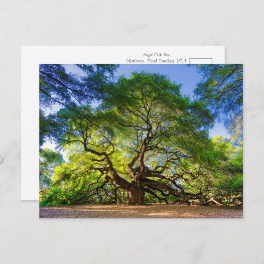 Carte Postale Arbre éthéré Angel Oak (Devant / Derrière)