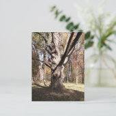 Carte Postale Arbre étrange (Debout devant)