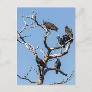 Carte Postale Arbre familial vautour