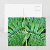 Carte Postale Arbre Fern Frond (Devant / Derrière)