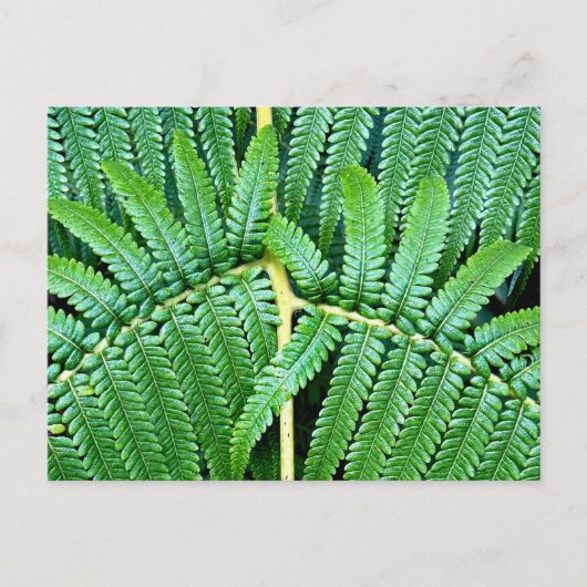 Carte Postale Arbre Fern Frond (Devant)