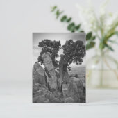 Carte Postale Arbre fractionné (Debout devant)